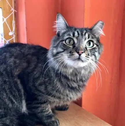 Gato raça Srd idade 1 ano nome Haruki peludinho!