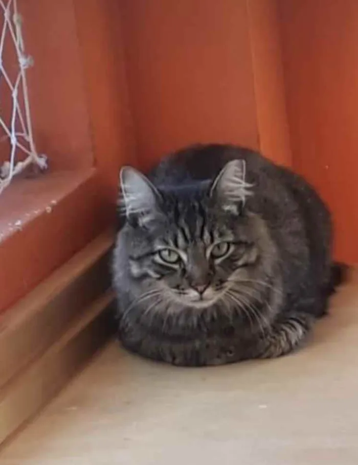 Gato raça Srd idade 1 ano nome Haruki peludinho!