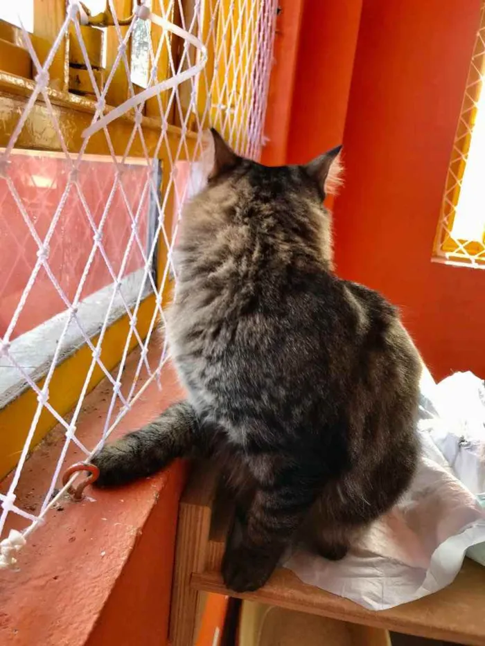 Gato raça Srd idade 1 ano nome Haruki peludinho!