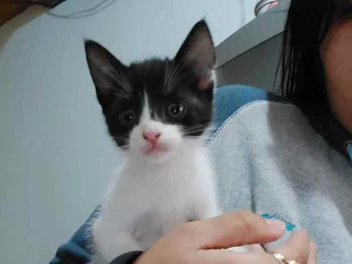 Gato ra a Indefinida idade Abaixo de 2 meses nome Menina