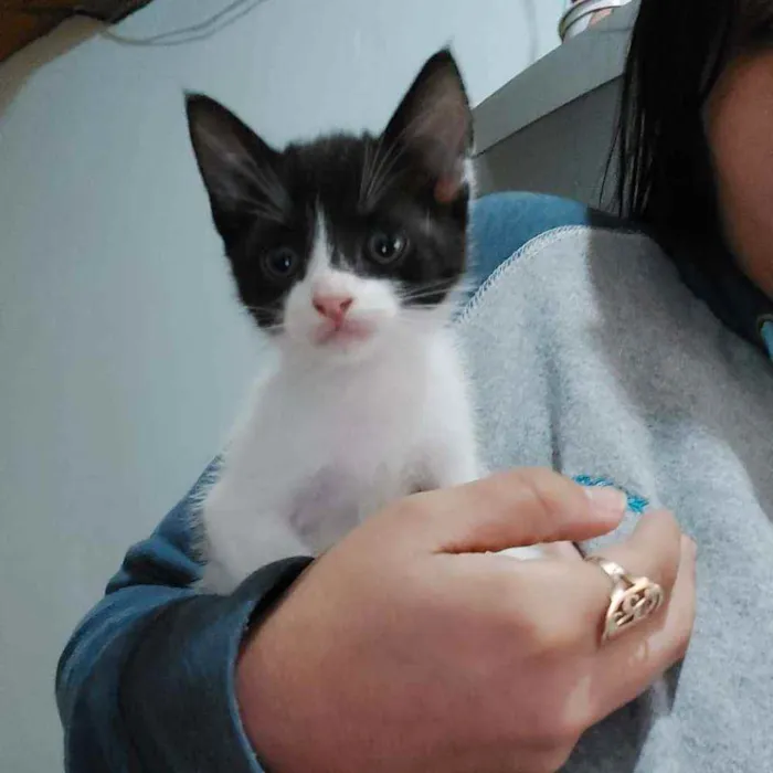 Gato ra a Indefinida idade Abaixo de 2 meses nome Menina