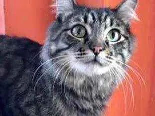 Gato raça Srd idade 1 ano nome Haruki peludinho!