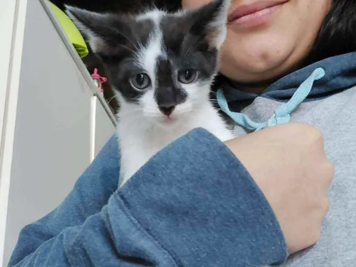 Gato ra a Indefinida idade Abaixo de 2 meses nome Menina