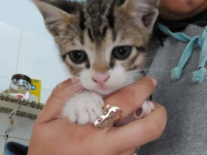 Gato ra a Indefinida idade Abaixo de 2 meses nome Menina