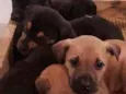 6 filhotes p/ doação