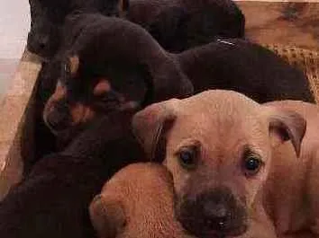 Cachorro raça SRD idade Abaixo de 2 meses nome 6 filhotes p/ doação
