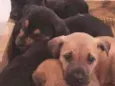 6 filhotes p/ doação