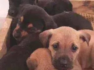 Cachorro raça SRD idade Abaixo de 2 meses nome 6 filhotes p/ doação