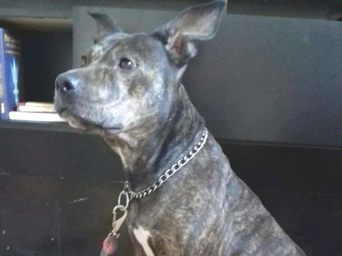 Cachorro raça Mistura pit bull  idade 2 anos nome Kate