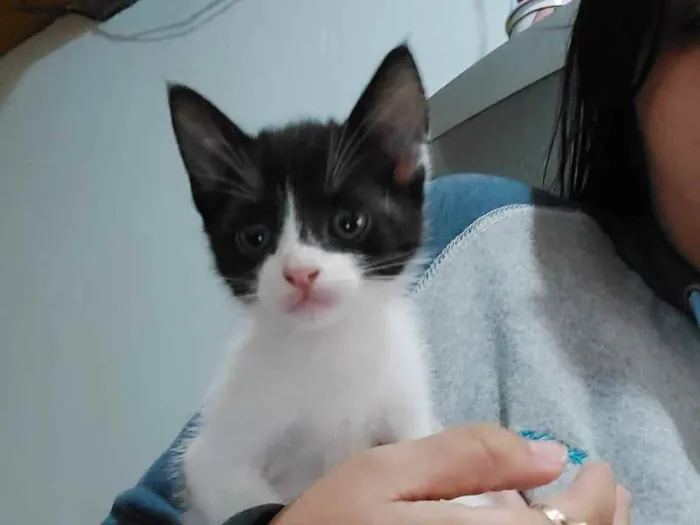 Gato ra a Indefinida idade Abaixo de 2 meses nome Menina