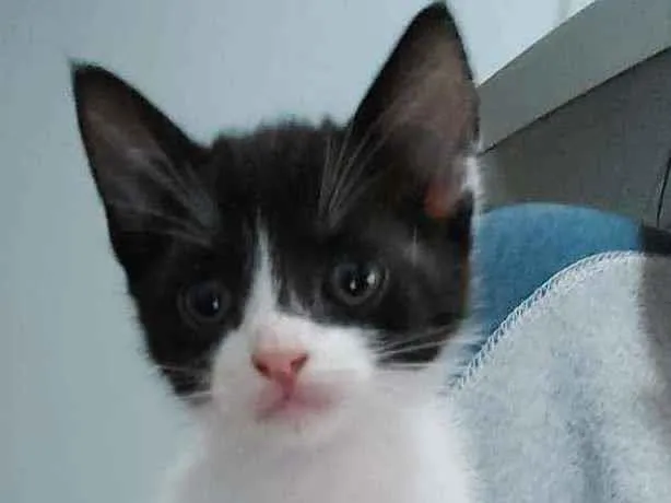 Gato ra a Indefinida idade Abaixo de 2 meses nome Menina