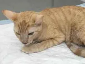 Gato raça Felina idade 2 anos nome Amarelinho