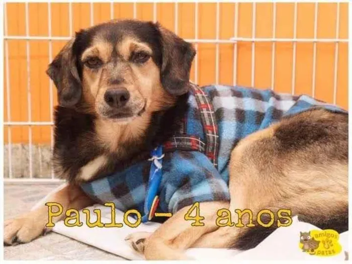 Cachorro ra a SRD-ViraLata idade 4 anos nome PAULO