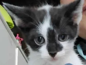 Gato raça Indefinida idade Abaixo de 2 meses nome Menino