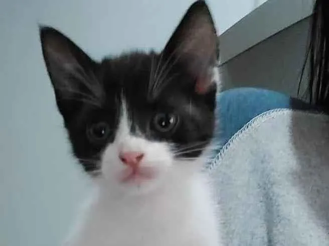 Gato ra a Indefinida idade Abaixo de 2 meses nome Menina