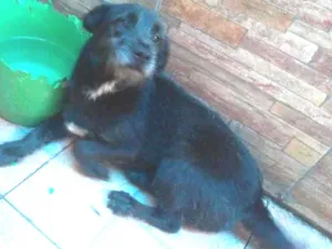 Cachorro raça SRD-ViraLata idade 1 ano nome PIETRA