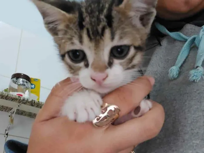 Gato ra a Indefinida idade Abaixo de 2 meses nome Menina