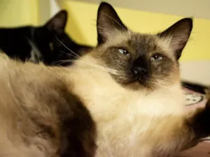 Gato raça SRD-ViraLata idade 2 anos nome Ravengar