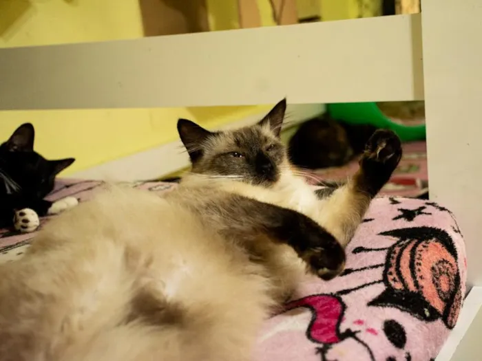 Gato raça SRD-ViraLata idade 2 anos nome Ravengar