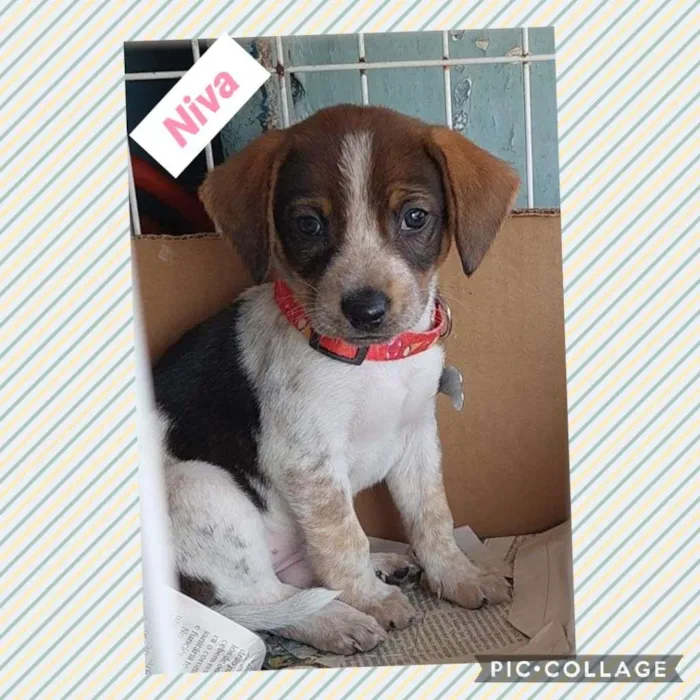 Cachorro raça SRD-ViraLata idade 2 a 6 meses nome NIVA