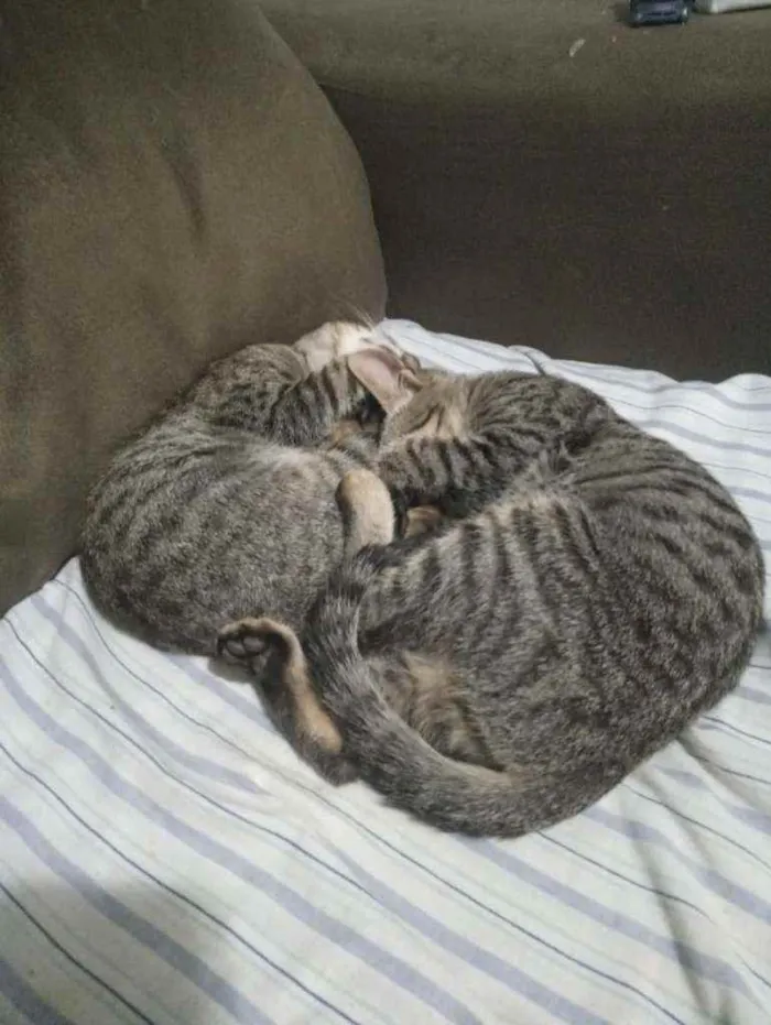 Gato ra a Vira lata idade 2 a 6 meses nome Sem nome