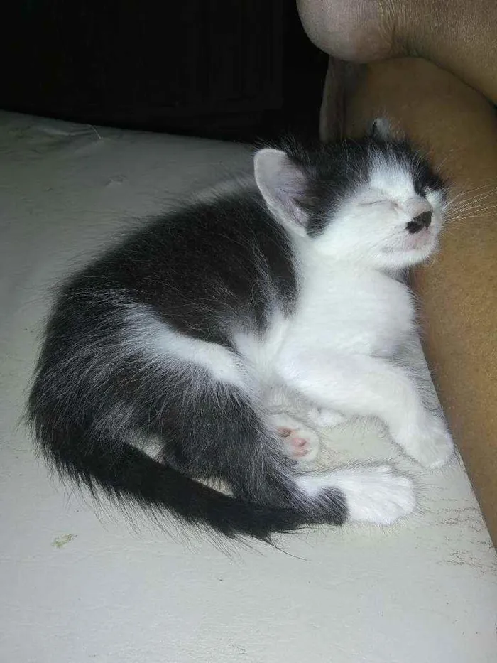 Gato ra a Vira lata idade Abaixo de 2 meses nome Tom e fred