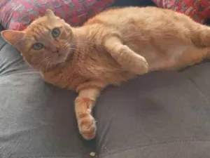 Cachorro raça SRD-ViraLata idade 5 anos nome Gordo