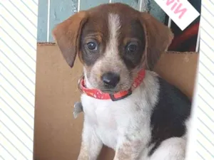Cachorro raça SRD-ViraLata idade 2 a 6 meses nome NIVA