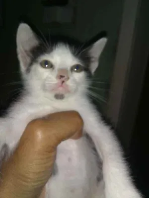 Gato raça Vira lata idade Abaixo de 2 meses nome Fred