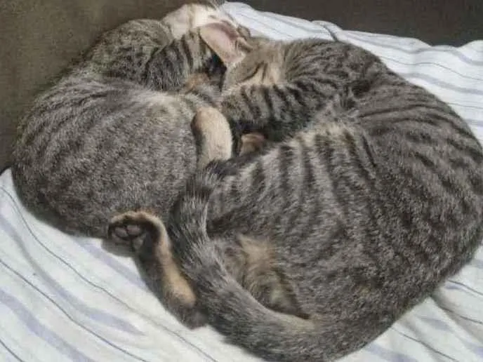 Gato ra a Vira lata idade 2 a 6 meses nome Sem nome