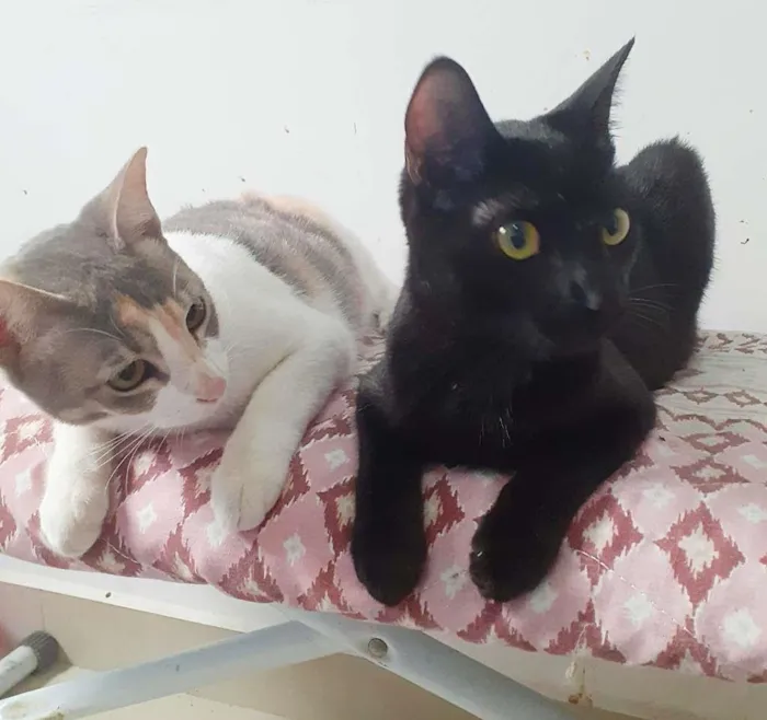 Gato raça srd idade 7 a 11 meses nome Meggie & Obama