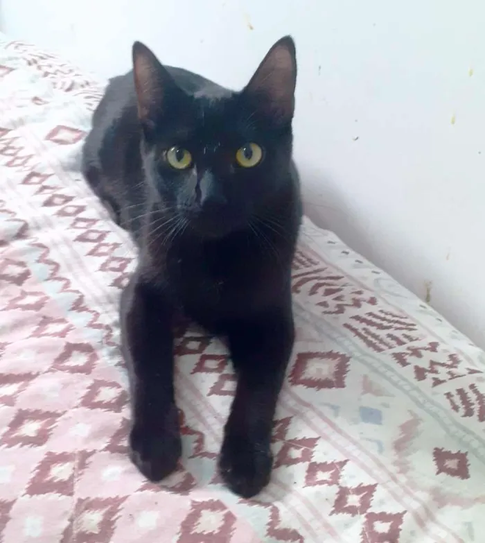 Gato raça srd idade 7 a 11 meses nome Meggie & Obama