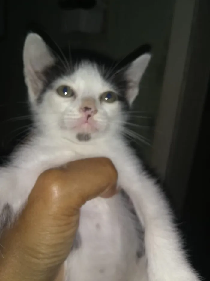 Gato ra a Vira lata idade Abaixo de 2 meses nome Tom e fred