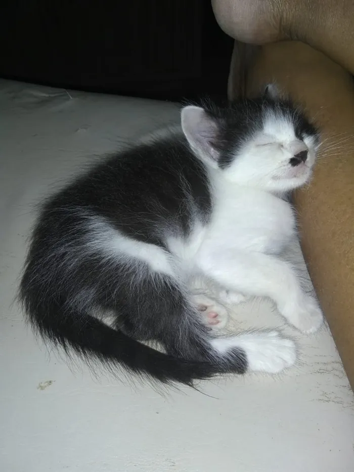 Gato ra a Vira lata idade Abaixo de 2 meses nome Tom e fred