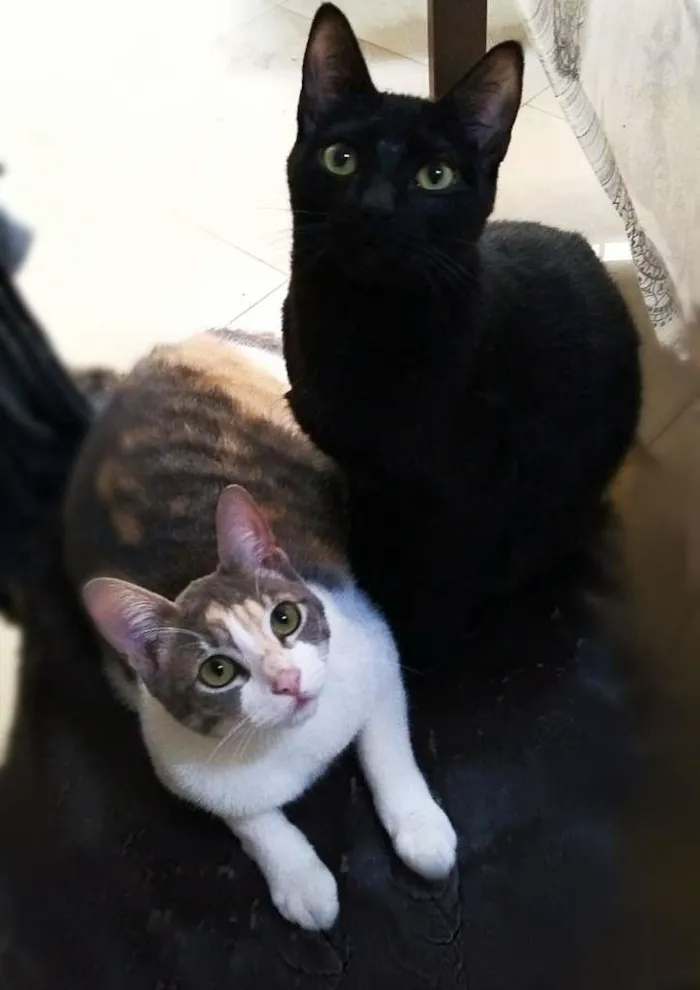 Gato ra a srd idade 7 a 11 meses nome Meggie & Obama