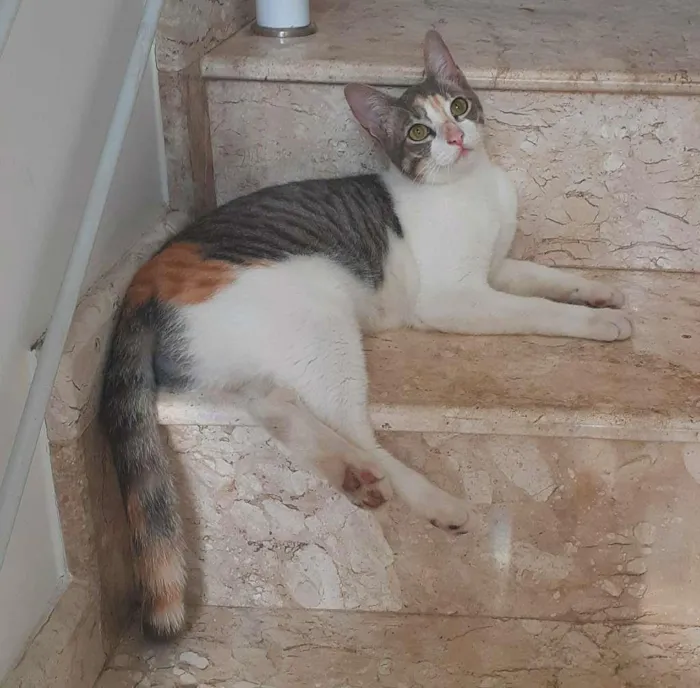 Gato ra a srd idade 7 a 11 meses nome Meggie & Obama