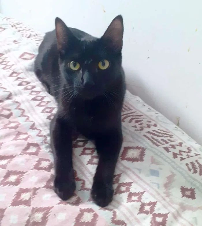 Gato ra a srd idade 7 a 11 meses nome Meggie & Obama