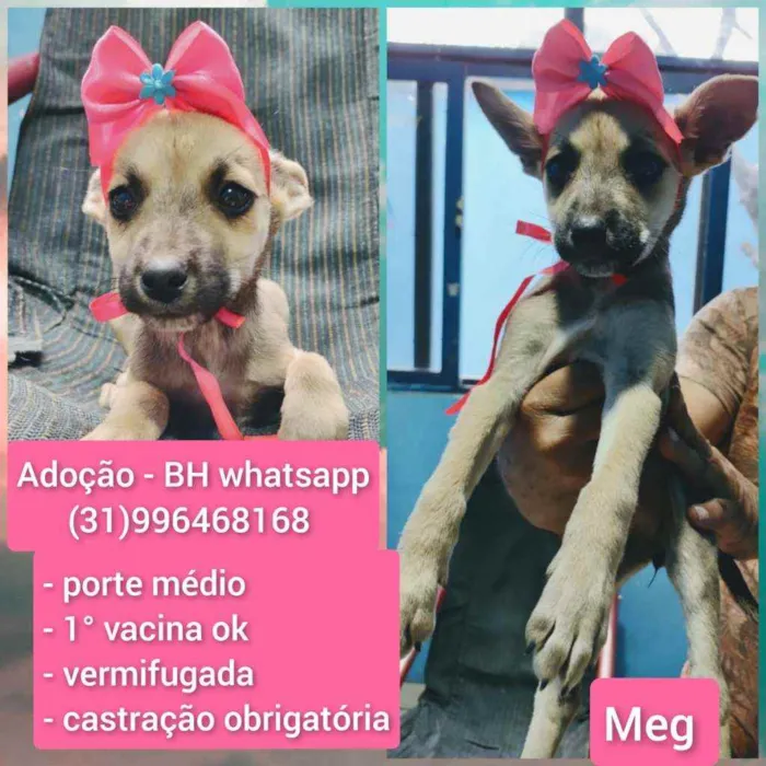 Cachorro raça Ard idade 2 a 6 meses nome Meg