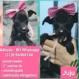Juju