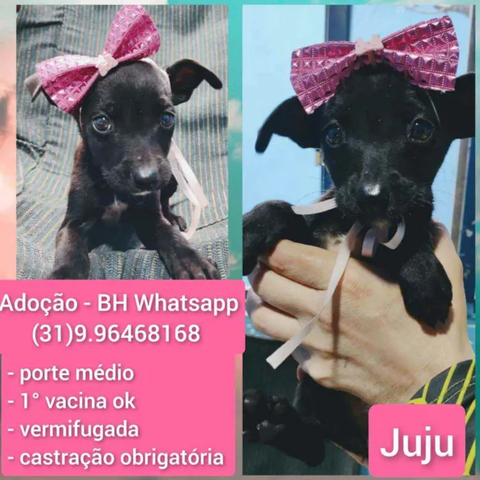 Cachorro raça Srd idade 2 a 6 meses nome Juju