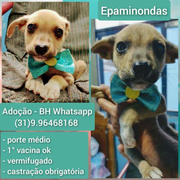 Cachorro raça Srd idade 2 a 6 meses nome Epaminondas 