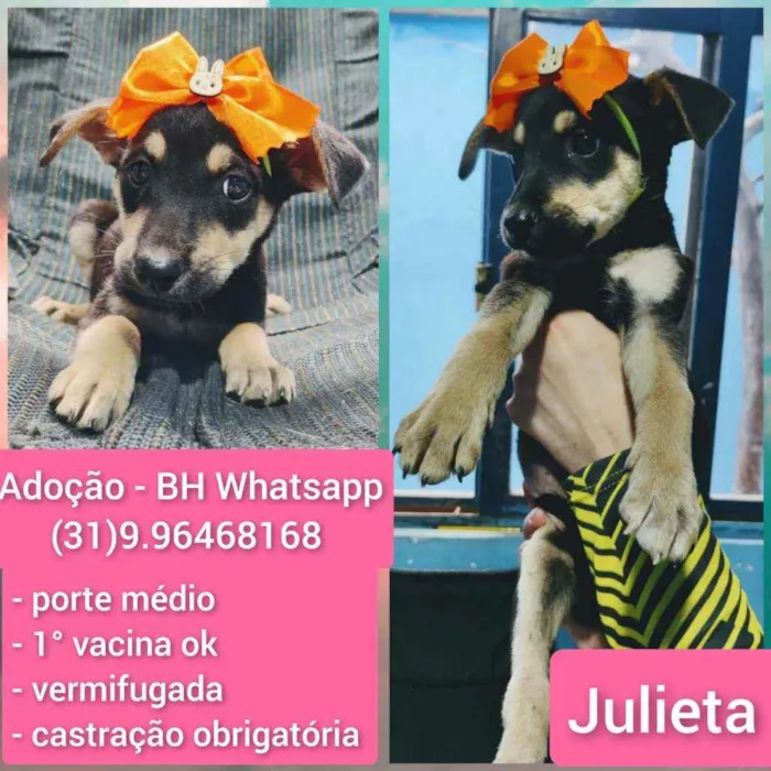 Cachorro raça Srd idade 2 a 6 meses nome Julieta 