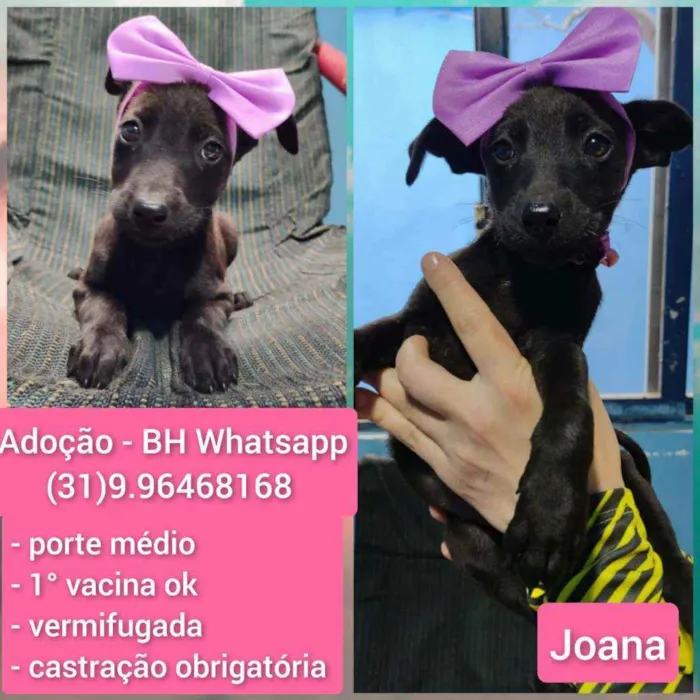 Cachorro raça Srd idade 2 a 6 meses nome Joana