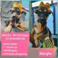 Margho