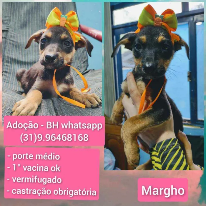 Cachorro raça Srd idade 2 a 6 meses nome Margho