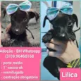 Lilica