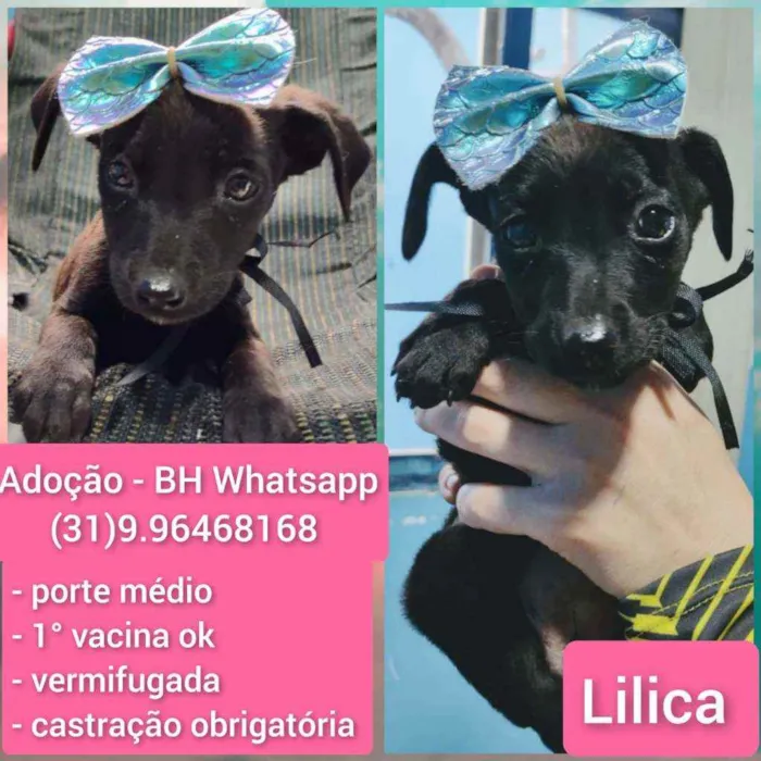 Cachorro raça Srd idade 2 a 6 meses nome Lilica