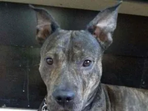 Cachorro raça Mistura pit bull  idade 2 anos nome Kate