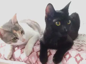 Gato raça srd idade 7 a 11 meses nome Meggie & Obama