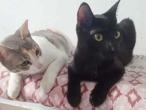 Gato raça srd idade 7 a 11 meses nome Meggie & Obama